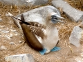 Blue-footed Booby