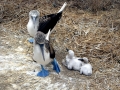 Blue-footed Booby