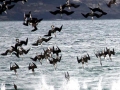 Blue-footed Booby