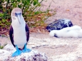 Blue-footed Booby