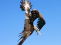 Blue-footed Booby