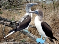 Blue-footed Booby