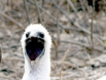 Blue-footed Booby