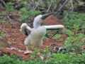 Blue-footed Booby