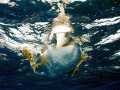 Blue-footed Booby