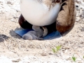 Blue-footed Booby