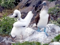 Blue-footed Booby