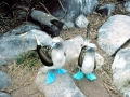 Blue-footed Booby