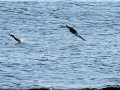 Blue-footed Booby
