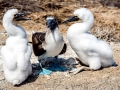Blue-footed Booby