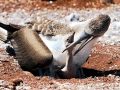 Blue-footed Booby