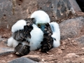 Blue-footed Booby