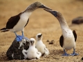 Blue-footed Booby