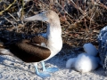 Blue-footed Booby
