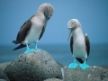 Blue-footed Booby