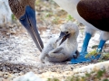 Blue-footed Booby