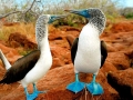 Blue-footed Booby