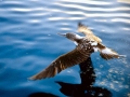 Blue-footed Booby