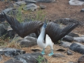 Blue-footed Booby