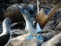 Blue-footed Booby