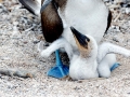Blue-footed Booby