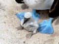 Blue-footed Booby
