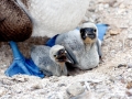 Blue-footed Booby