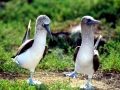 Blue-footed Booby