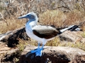 Blue-footed Booby