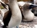 Blue-footed Booby