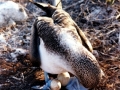 Blue-footed Booby