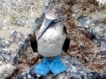 Blue-footed Booby