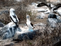 Blue-footed Booby