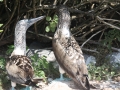 Blue-footed Booby