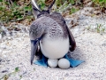 Blue-footed Booby