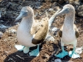 Blue-footed Booby