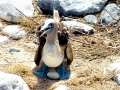 Blue-footed Booby