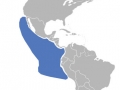 Blue-footed Booby