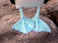Blue-footed Booby
