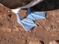 Blue-footed Booby