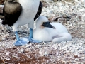Blue-footed Booby
