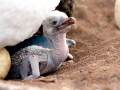 Blue-footed Booby