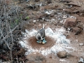 Blue-footed Booby