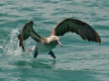 Blue-footed Booby