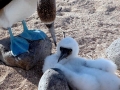 Blue-footed Booby