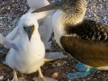 Blue-footed Booby