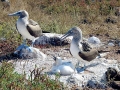 Blue-footed Booby