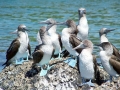 Blue-footed Booby