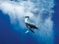 Blue-footed Booby