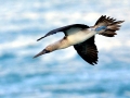 Blue-footed Booby